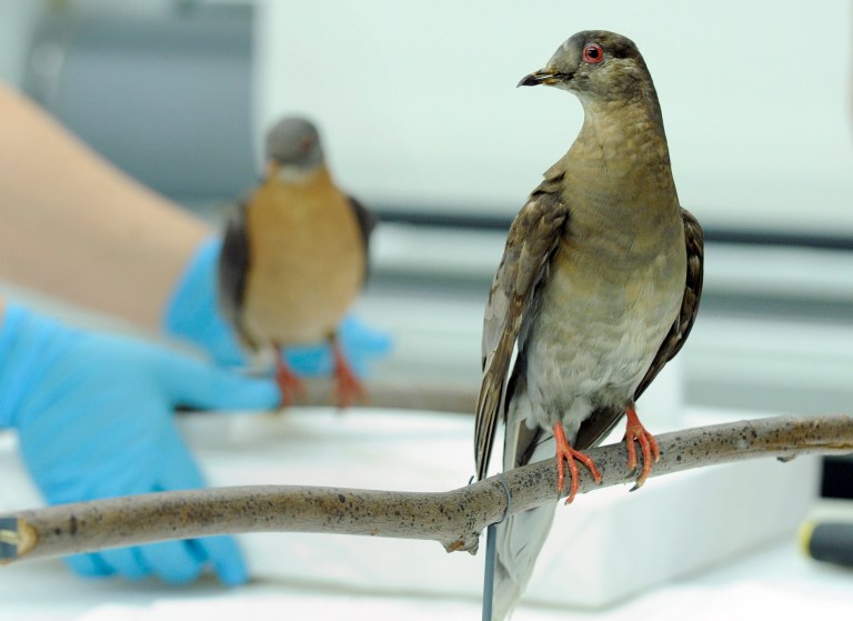 This photo taken June 16, 2014 shows scientists preparing Martha, right, an extinct passenger pigeon, at the Smithsonian's Natural History Museum in Washington.