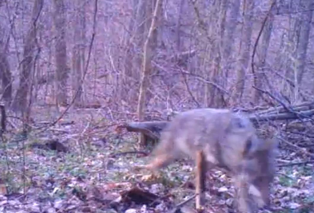 Video: Coyote spotted in Arlington, officials say