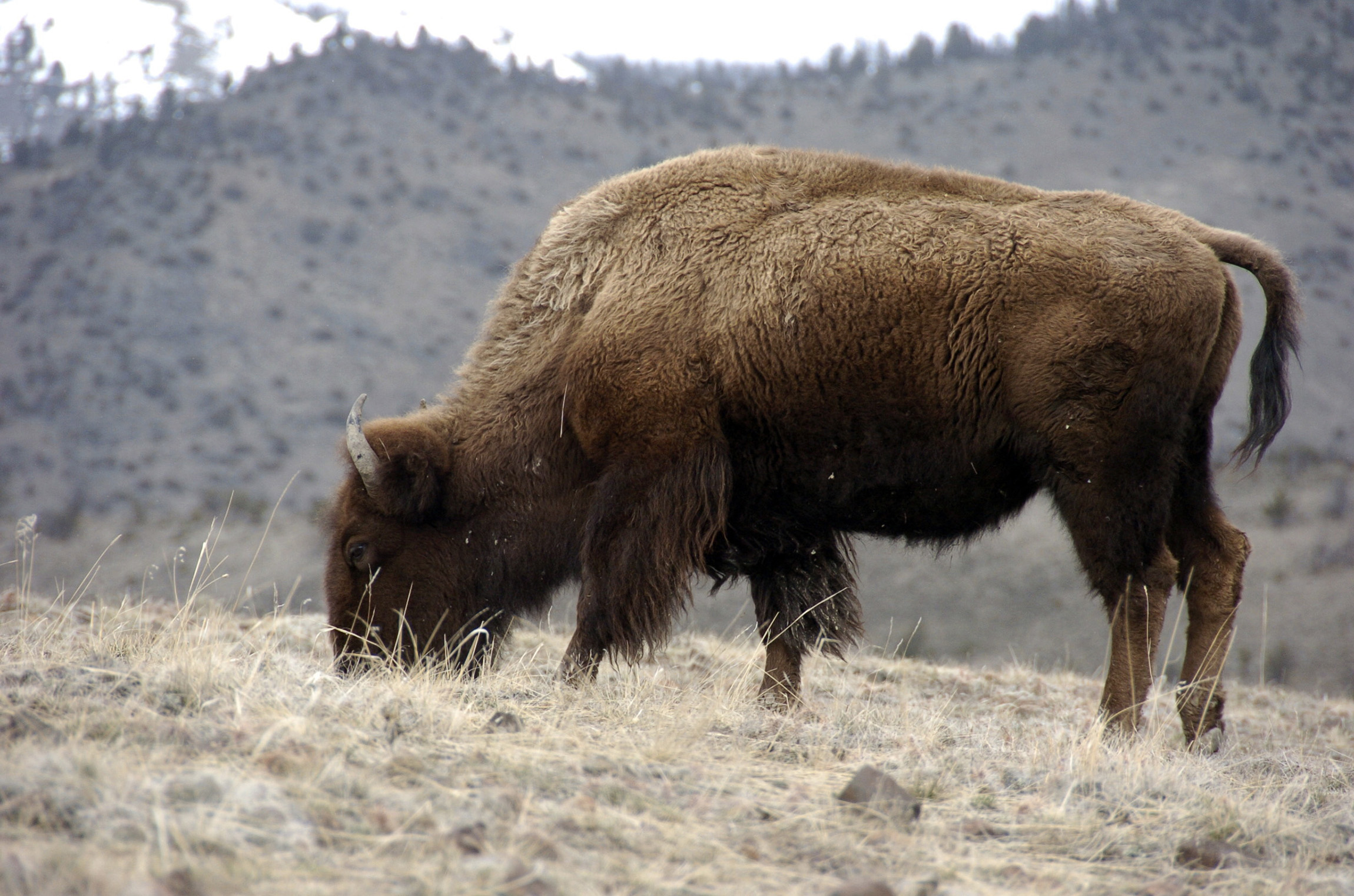 Why Yellowstone killed a lonely baby bison