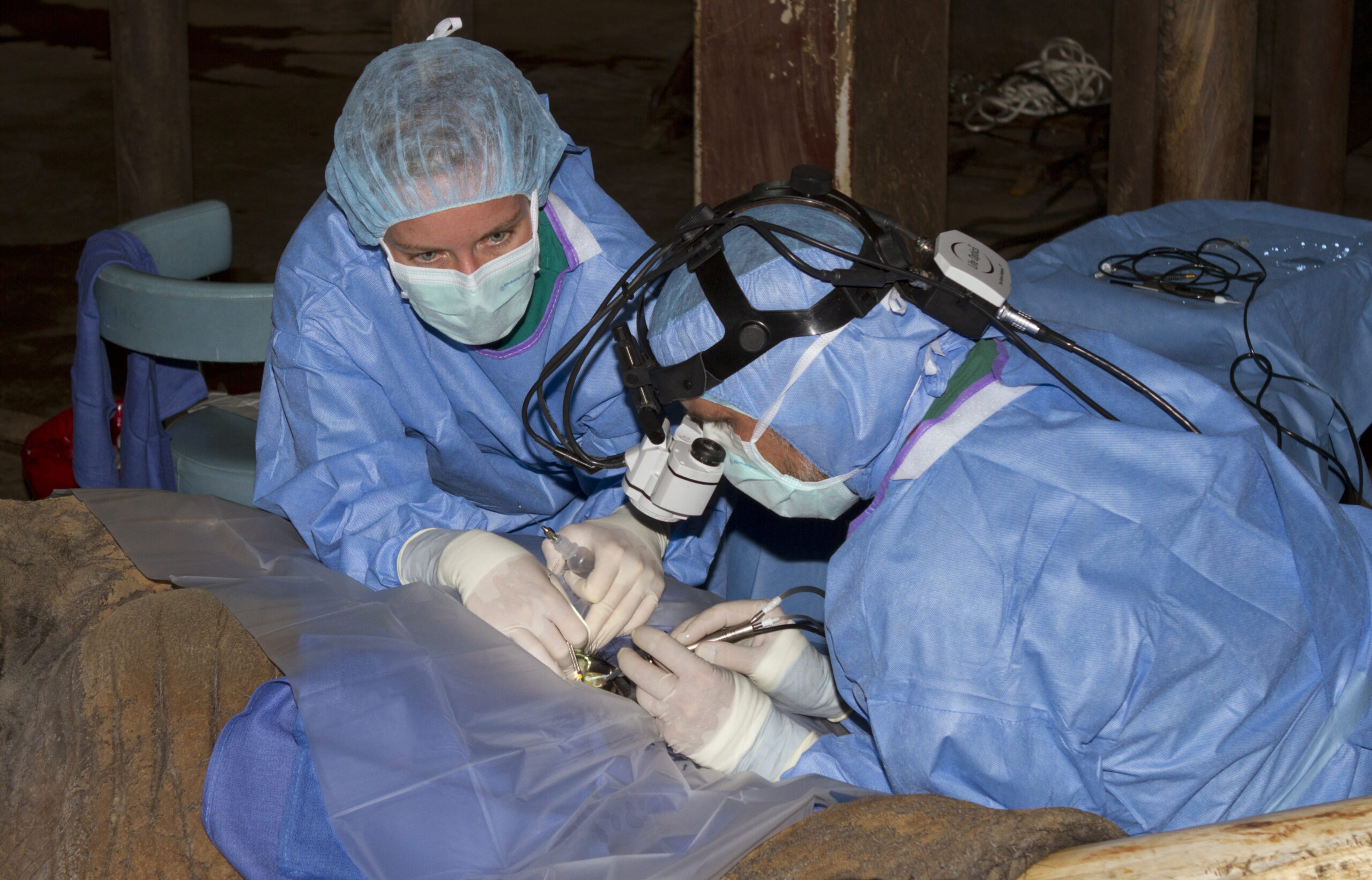 Veterinarians may give NC zoo elephant contacts
