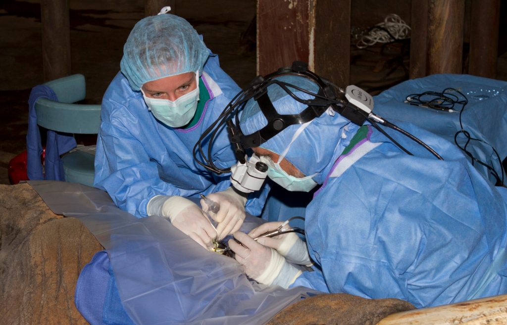 Veterinarians may give NC zoo elephant contacts