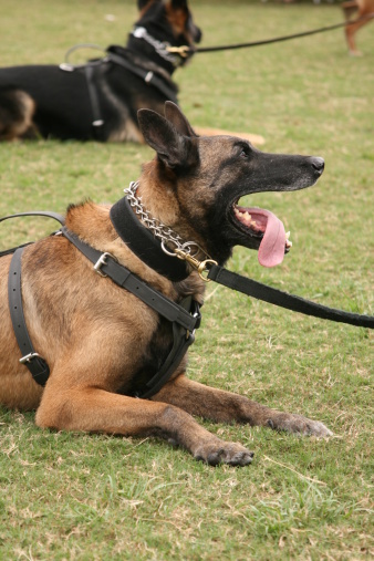 D.C. Councilman Tommy Wells' proposal would toughen penalties against people who maim or kill animals working for law enforcement. (Photo: Thinkstock)