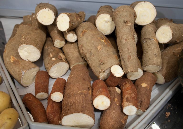   Manioc roots of various shapes and sizes are displayed in a supermarket in Sao Paulo, Brazil, Monday, Dec. 17, 2012. Grown in some 80 countries worldwide and known internationally as yuca, cassava or mogo, manioc has its origins in Brazil: It was the main food source for indigenous tribes since before the discovery of the New World. Even now, manioc remains an important source of carbohydrates, especially among Brazil's working class, who grind it into a rich, nutty flour or deep-fry it into greasy fries. (AP Photo/Andre Penner)  