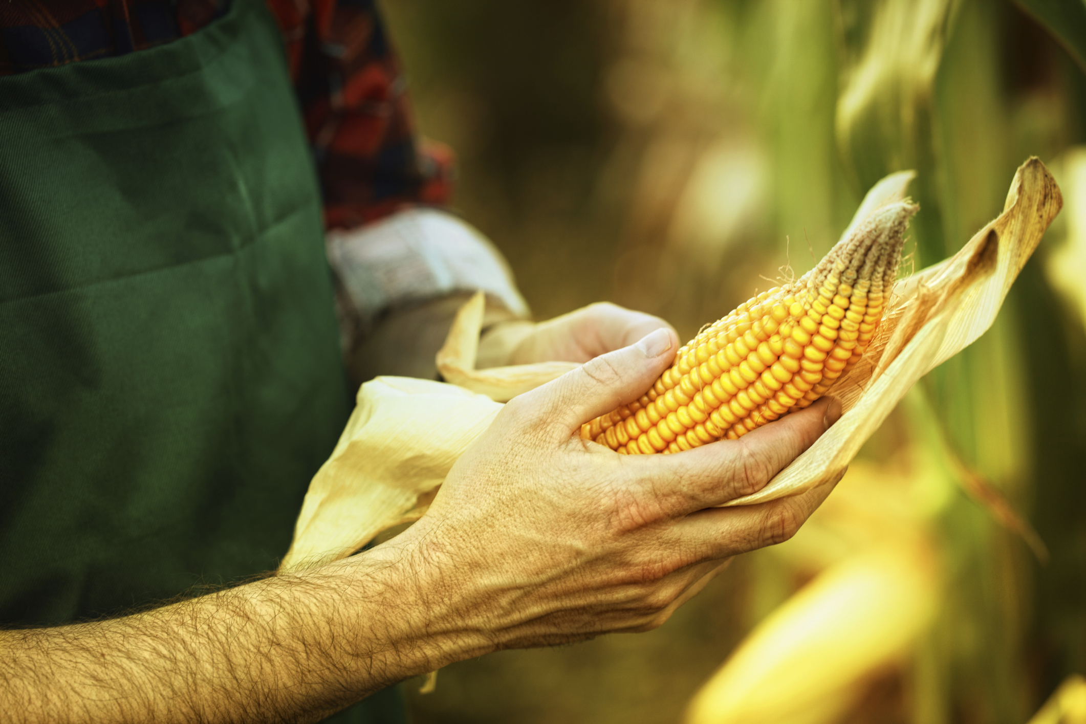 Eat genetically modified food without fear
