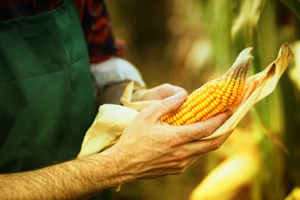 Eat genetically modified food without fear