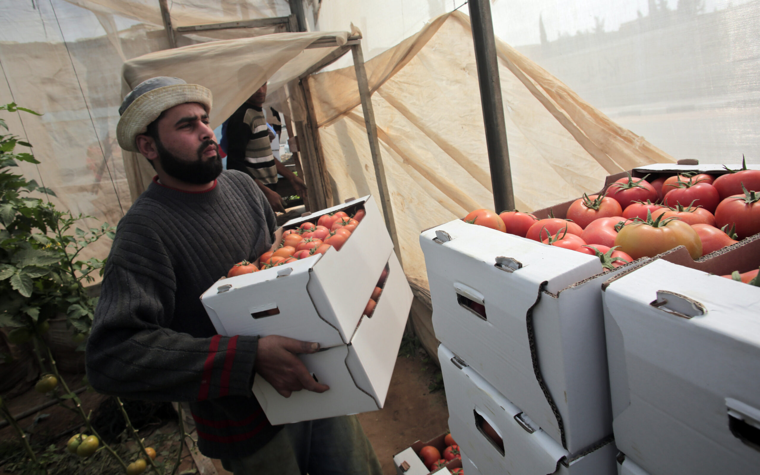 Feds canceled Deloitte Palestinian contract on evidence of joint cover-up