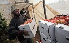 Feds canceled Deloitte Palestinian contract on evidence of joint cover-up