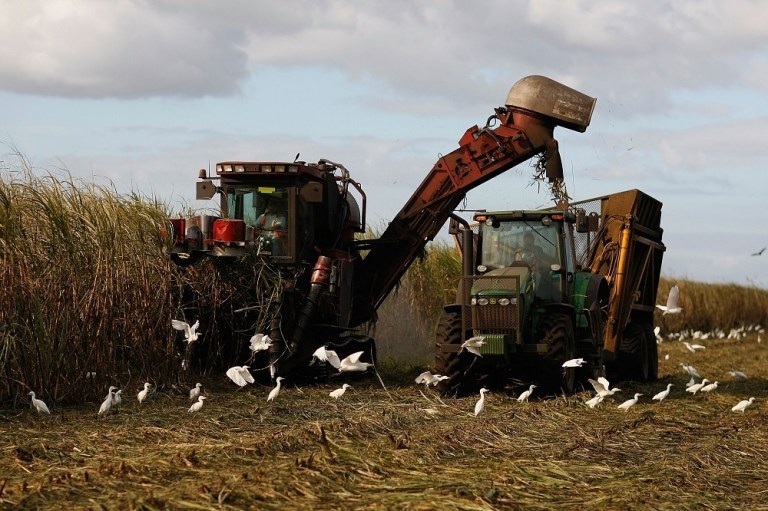 Political cash sweetens federal sugar boondoggle