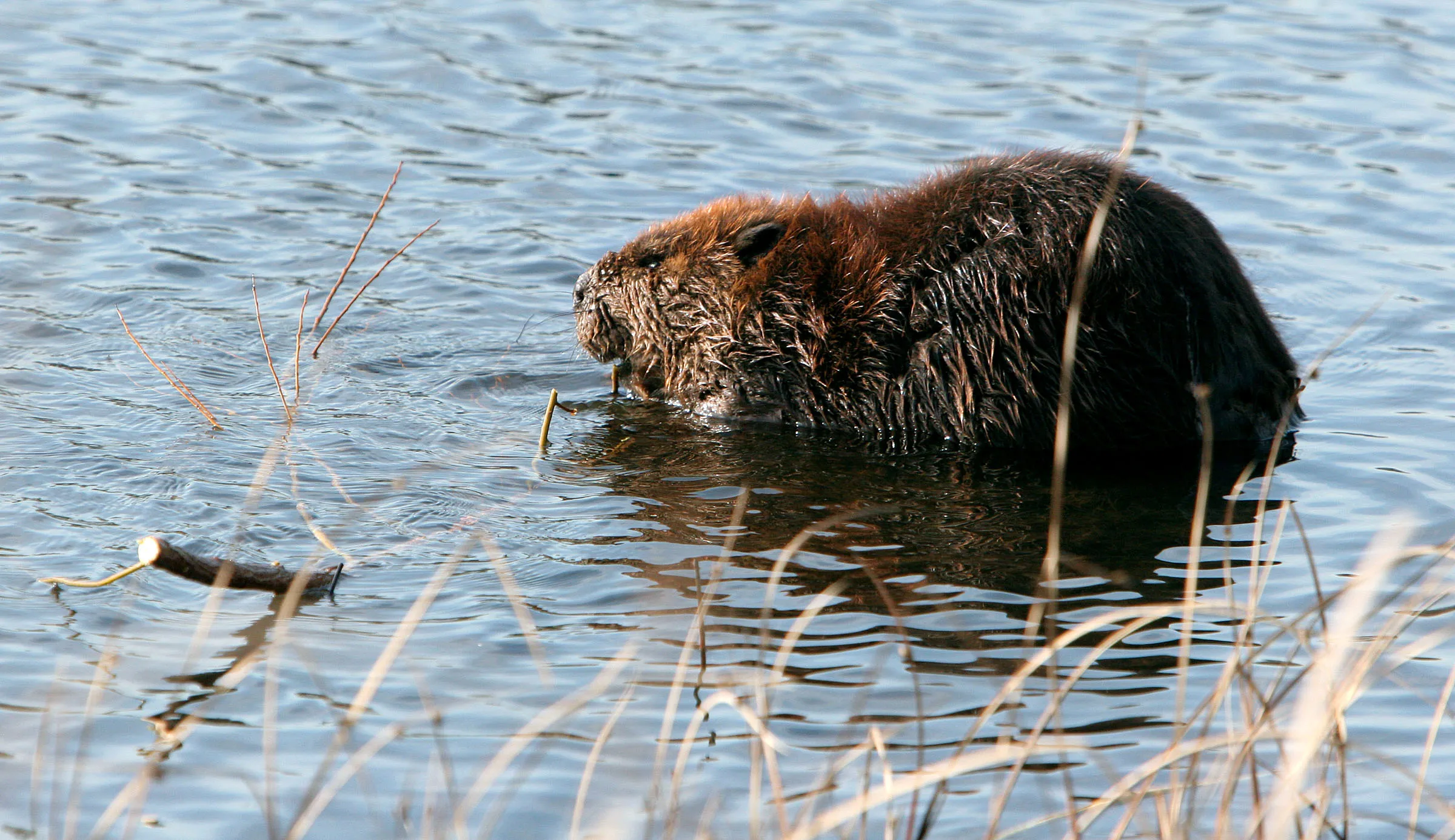 Another rabid beaver attacks in Northern Virginia