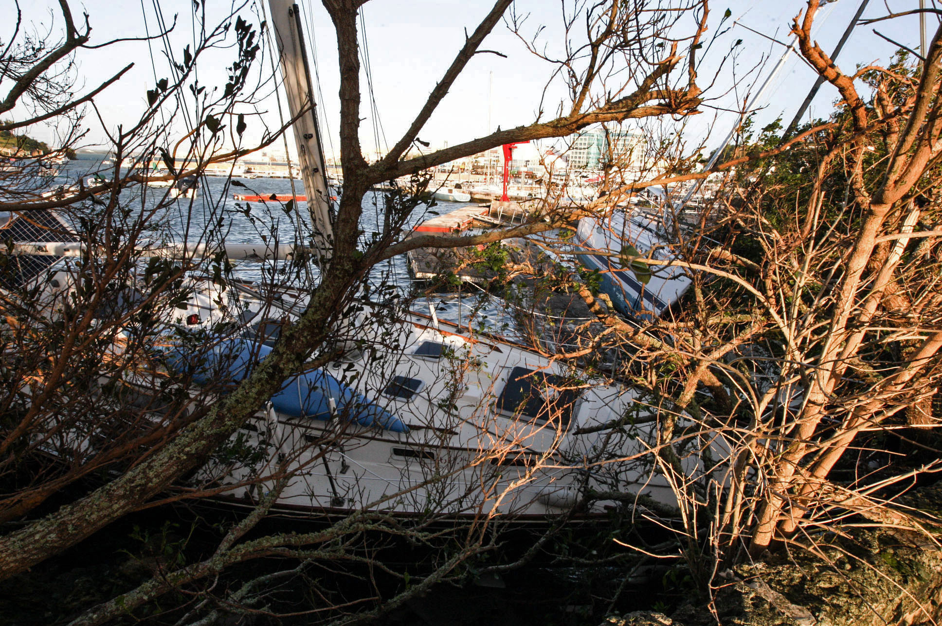 Bermuda clears trees, power lines hit by Gonzalo