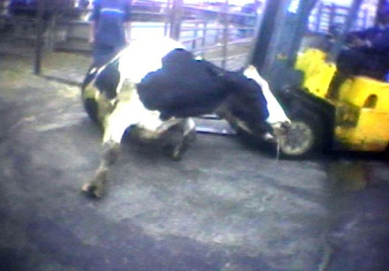 FILE - In this April 22, 2010 file image from video provided by the United States Humane Society, a Hallmark Meat Packing slaughter plant worker is shown attempting to force a 