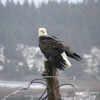 Save the Bald Eagle, $55 Billion