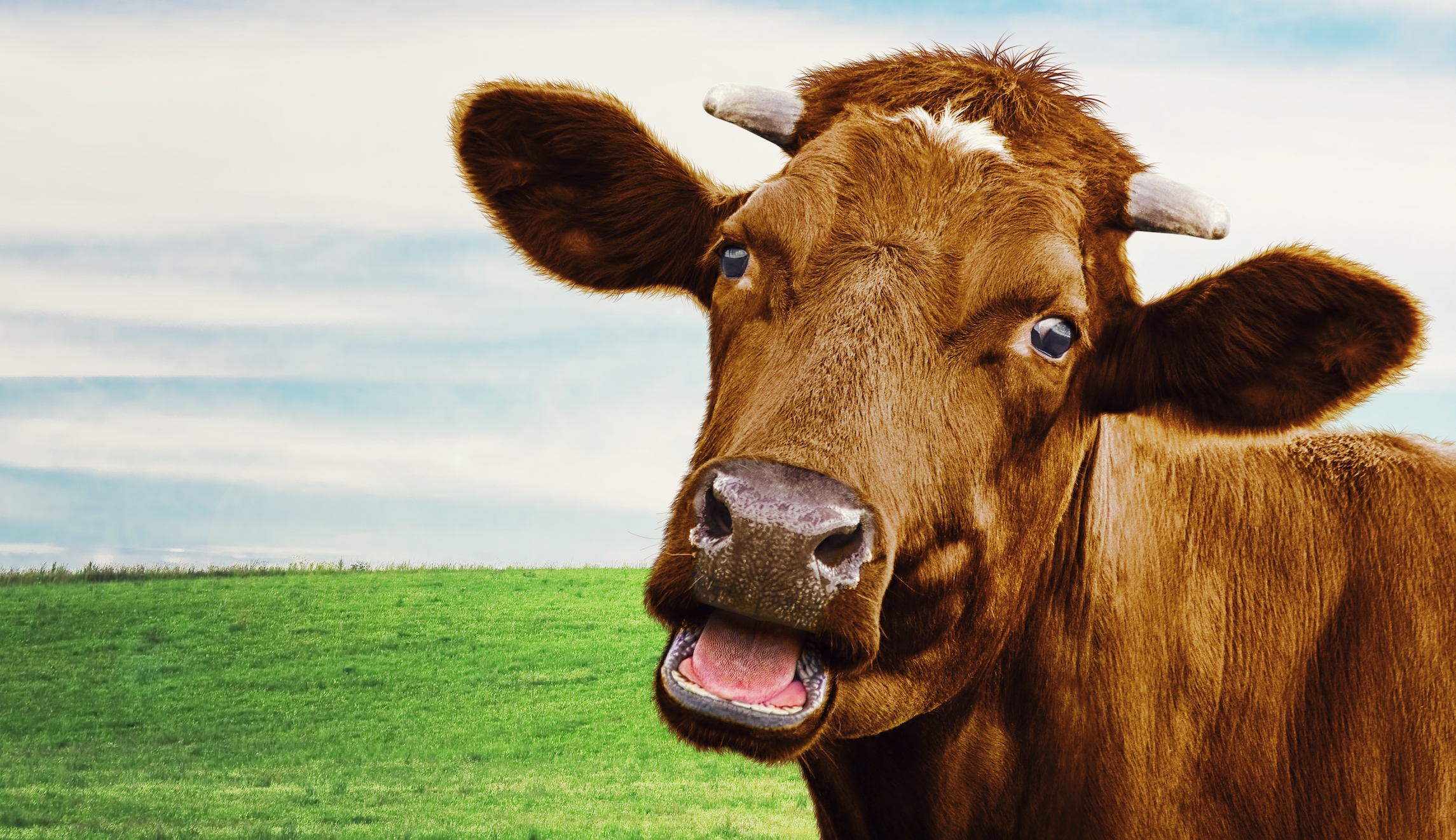 Climate change could force the world to say goodbye to cows