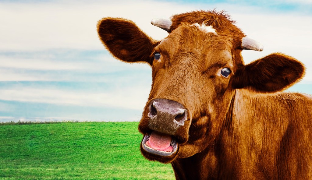 Climate change could force the world to say goodbye to cows