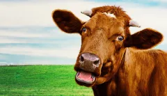 Climate change could force the world to say goodbye to cows