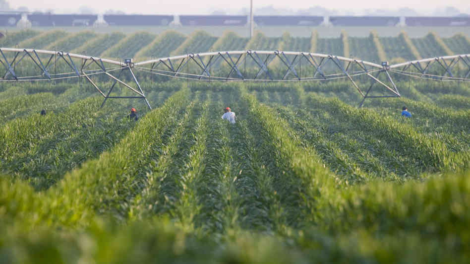 USDA: Record $395b in farm sales, farms run by Latinos jump 21%