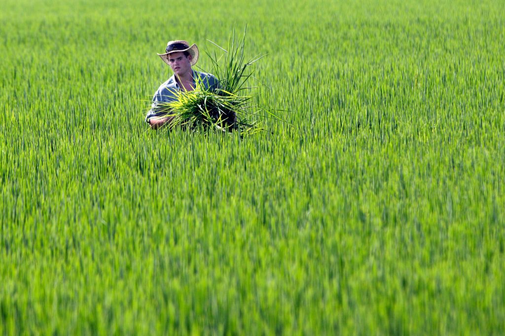 FDA study says amount of arsenic in rice is low