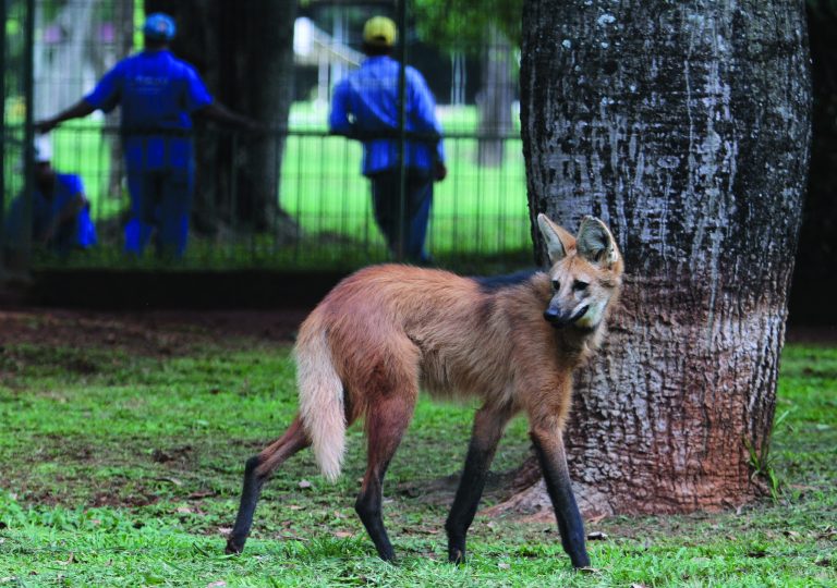 In this Nov. 13, 2012 photo, a lobo-guara, also known as a maned wolf, walks in the Jardim Zoo in Brasilia, Brazil. Brazilian researchers are turning to cloning to help fight the perilous decline of several animal species. The scientists at Brazil's Embrapa agriculture research agency said this week they have spent two years building a gene library with hundreds of samples from eight native species, including the collared anteater, the bush dog, the black lion tamarin, the coati, and deer and bison varieties, as well as the leopard and the maned wolf, according to team leader Carlos Frederico Martins. (AP Photo/Eraldo Peres)