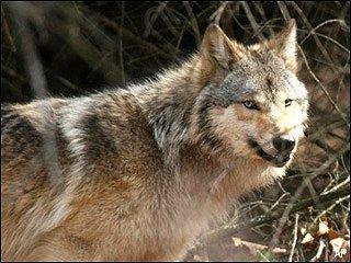 On the dangers of liberal judges