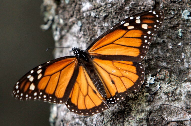 Monarch butterflies drop, migration may disappear
