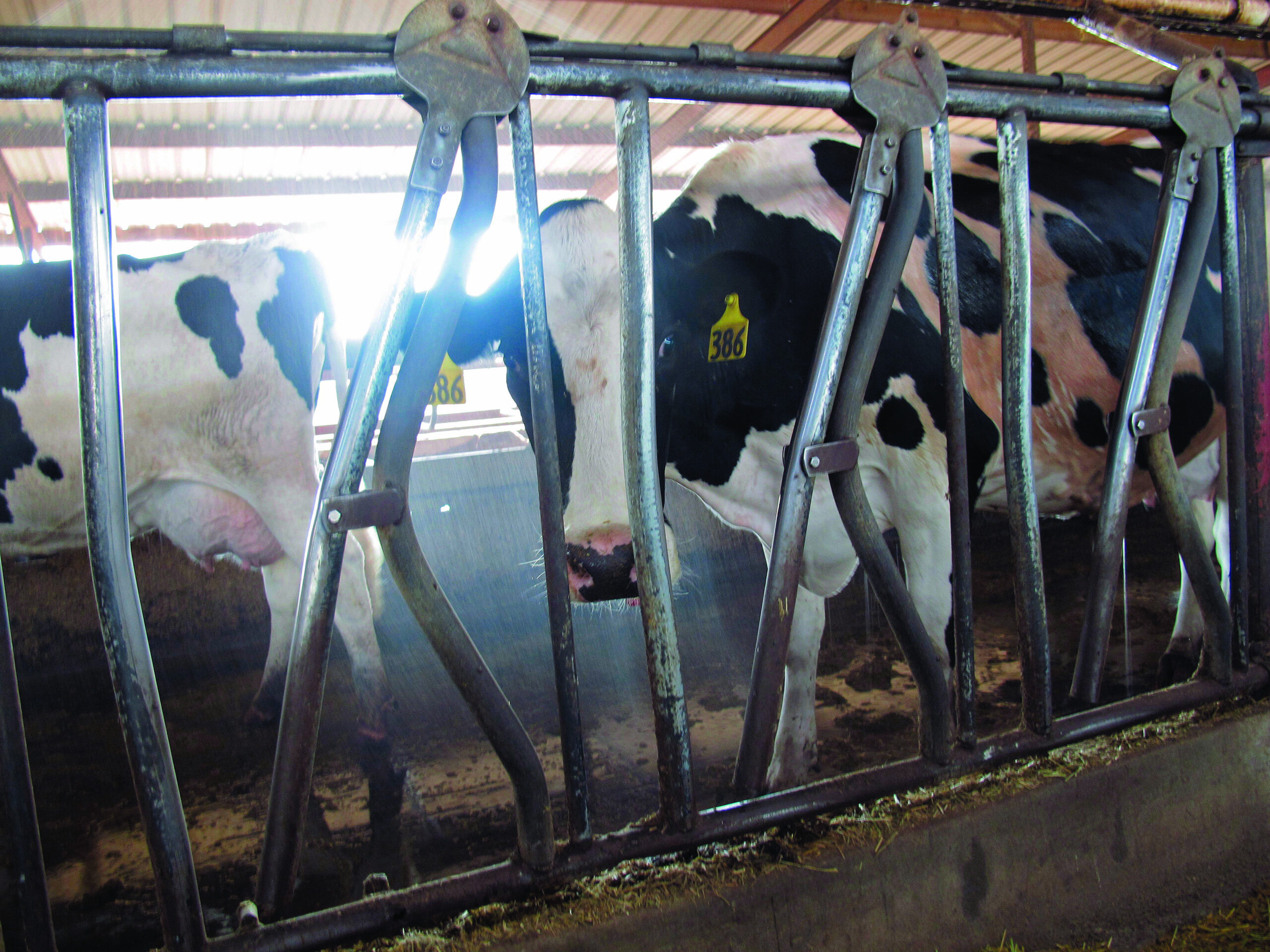 Calif dairies going broke due to feed, milk prices