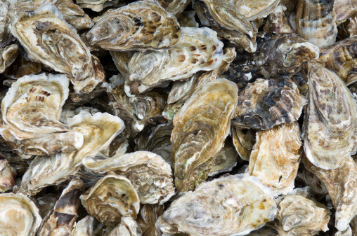 Cory Goodman, a neurobiologist and elected member of the National Academy of Sciences, took on the National Park Service in 2007 when a Marin County supervisor asked him to evaluate National Park Service claims that oyster farming was harming harbor seals and plant life in Drakes Bay. (Photo: Thinkstock)