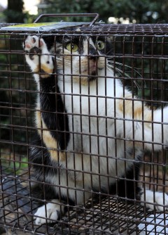 P.G. to implement contentious feral cat policy in January