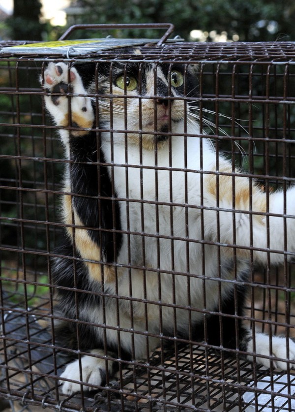 P.G. to implement contentious feral cat policy in January