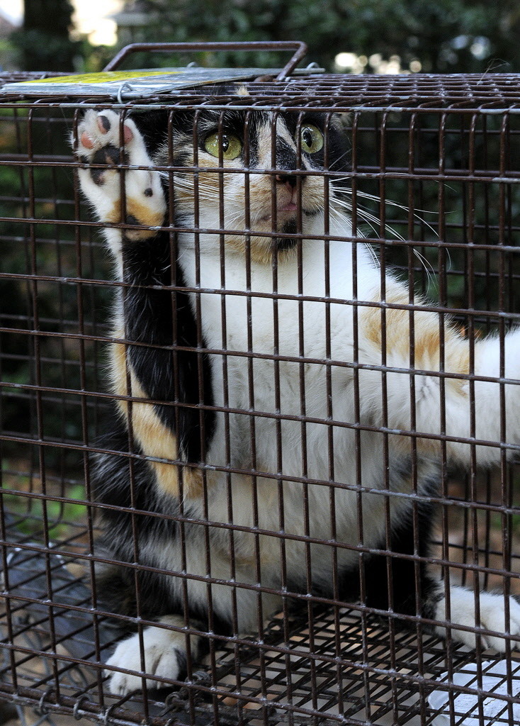 Feral cat (Bloomberg photo)