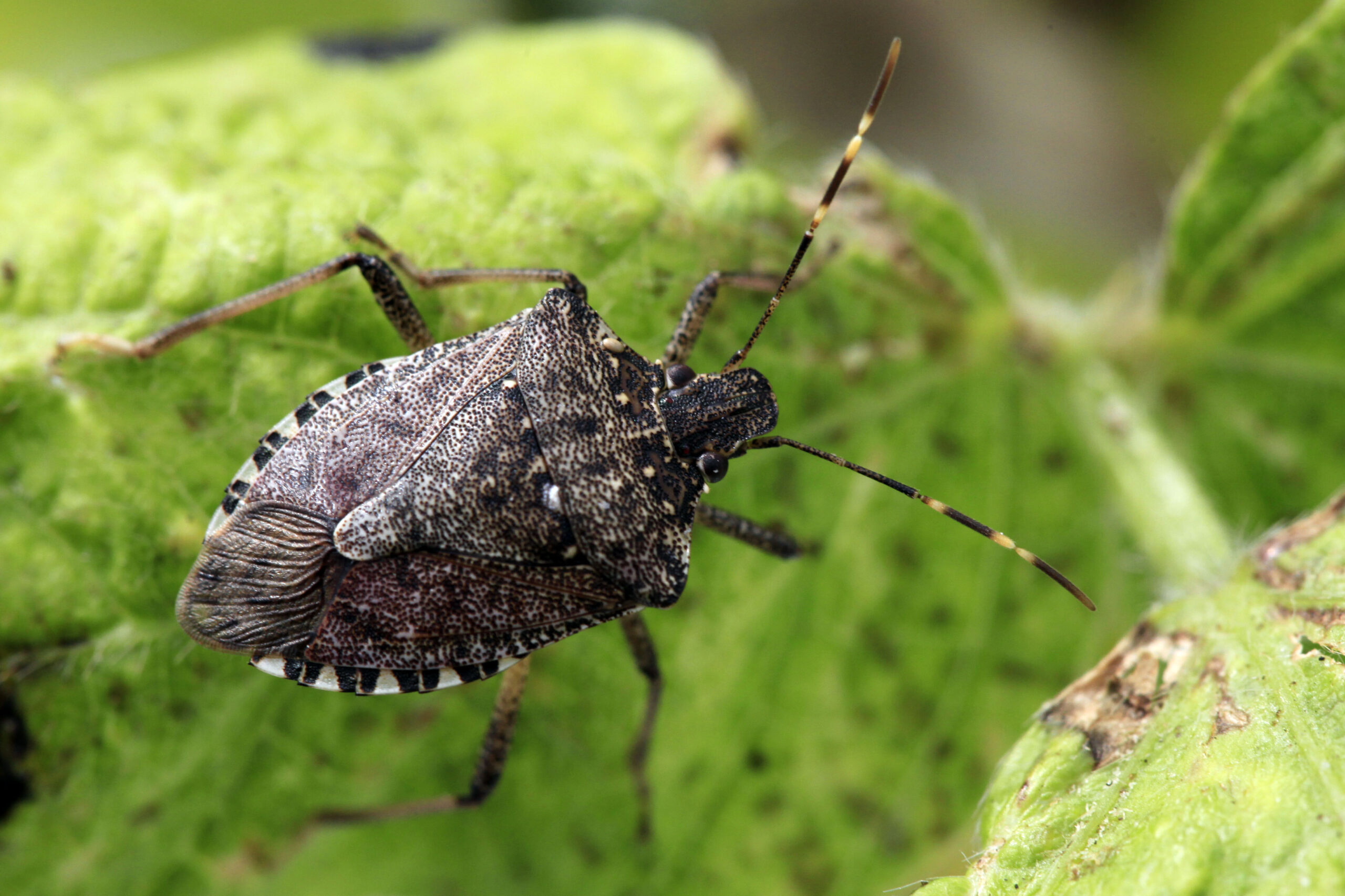 As temperatures cool, stink bugs will seek shelter in homes