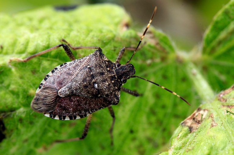 A brown marmorated stink bug attacks fruits crops, including wine grapes. (AP/Matt Rourke)