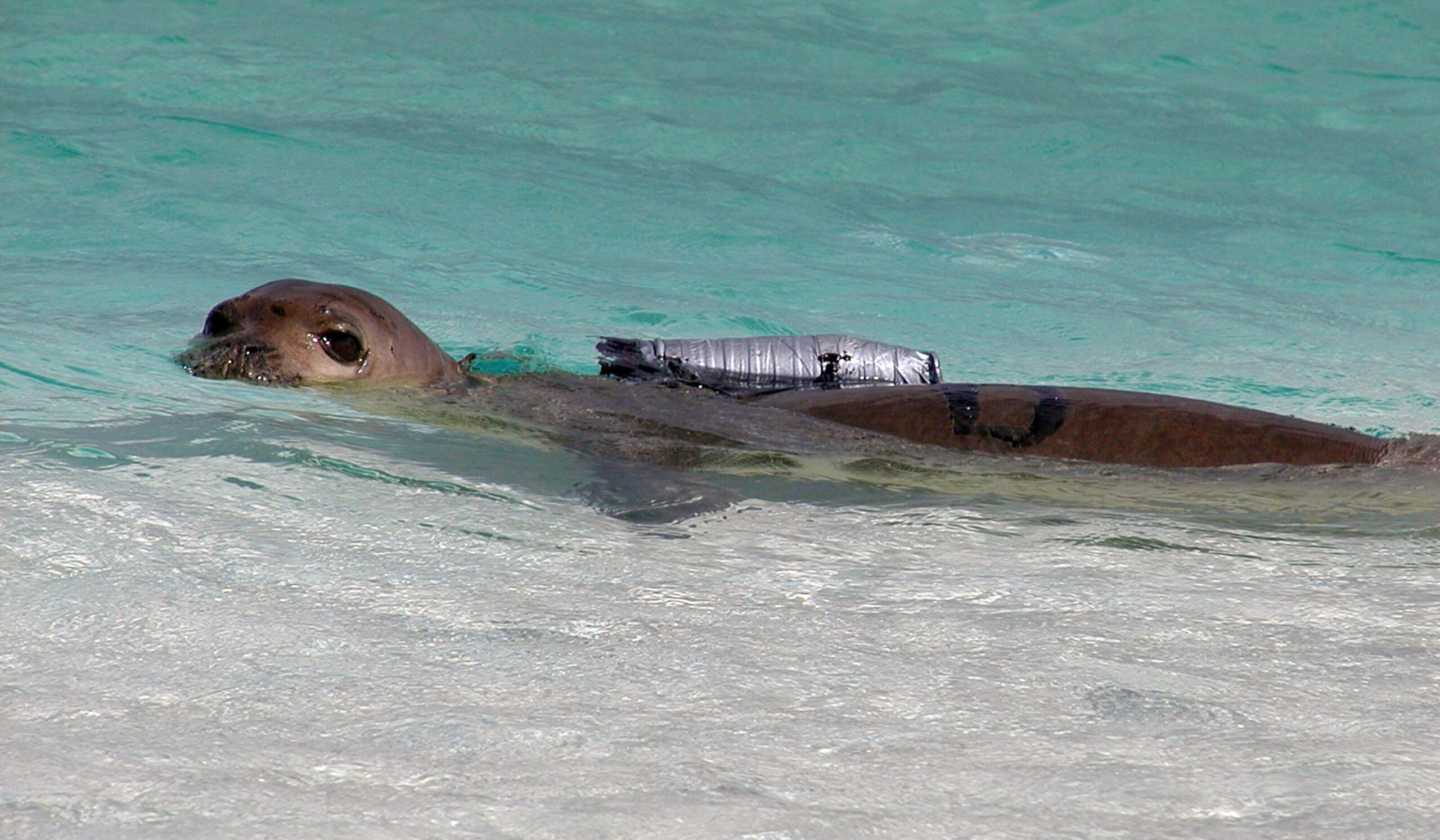 Scientists to strap cameras to Hawaiian seals