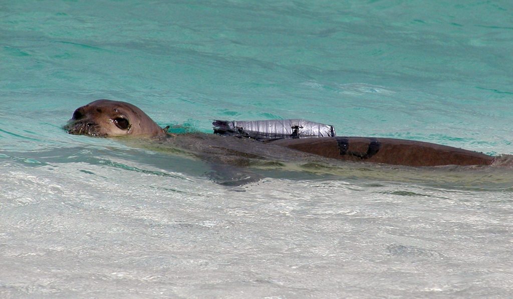 Scientists to strap cameras to Hawaiian seals