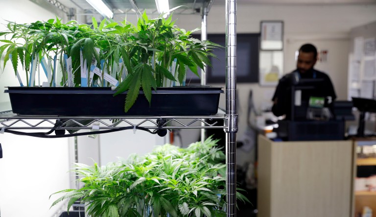 Marijuana plants are displayed at the Berkeley Patients Group dispensary on Feb. 14, 2018 in Berkeley, Calif. Attorney General Jeff Sessions has sent a letter to members of Congress, demanding them to remove a rider that prevents the Justice Department from taking action against states that allow medical marijuana. (AP Photo/Marcio Jose Sanchez)