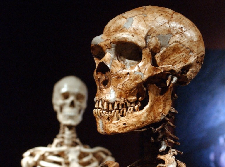 Fossils of Neanderthal DNA clump in human genome