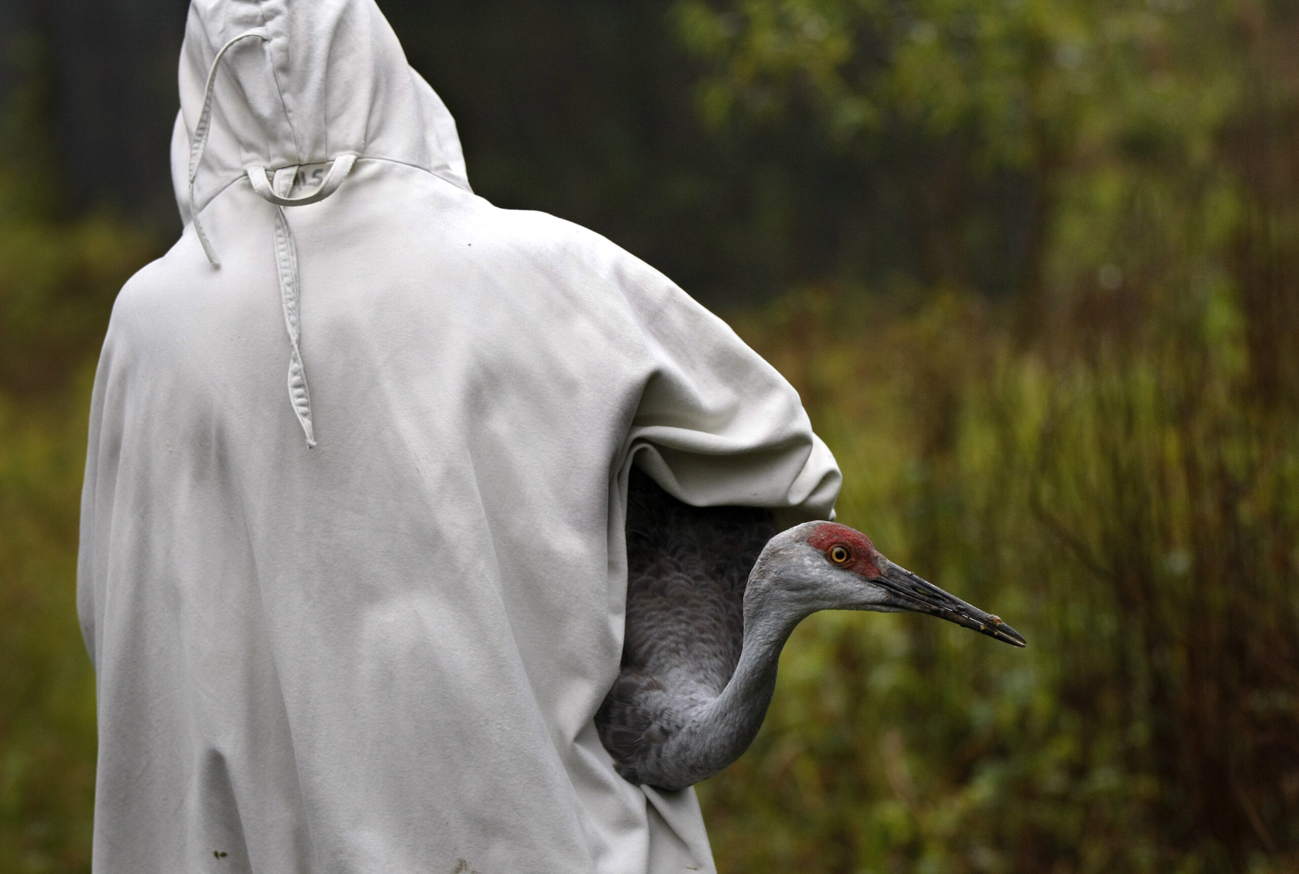 Rare sandhill cranes move to new Miss. home