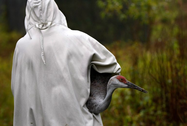   In this Nov. 27, 2012 photo, an aviculturist at the Audubon Species Survival Center in New Orleans, wearing a crane costume, rounds up an endangered Mississippi sandhill crane for transport to the Mississippi Sandhill Crane National Wildlife Refuge in Gautier, Miss. (AP Photo/Gerald Herbert)  