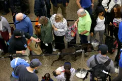 Feds boosting TSA staff, dog teams at airport checkpoints