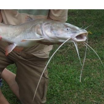 Bait and Switch: The Farm Bill’s Expensive and Pointless Catfish Subsidy