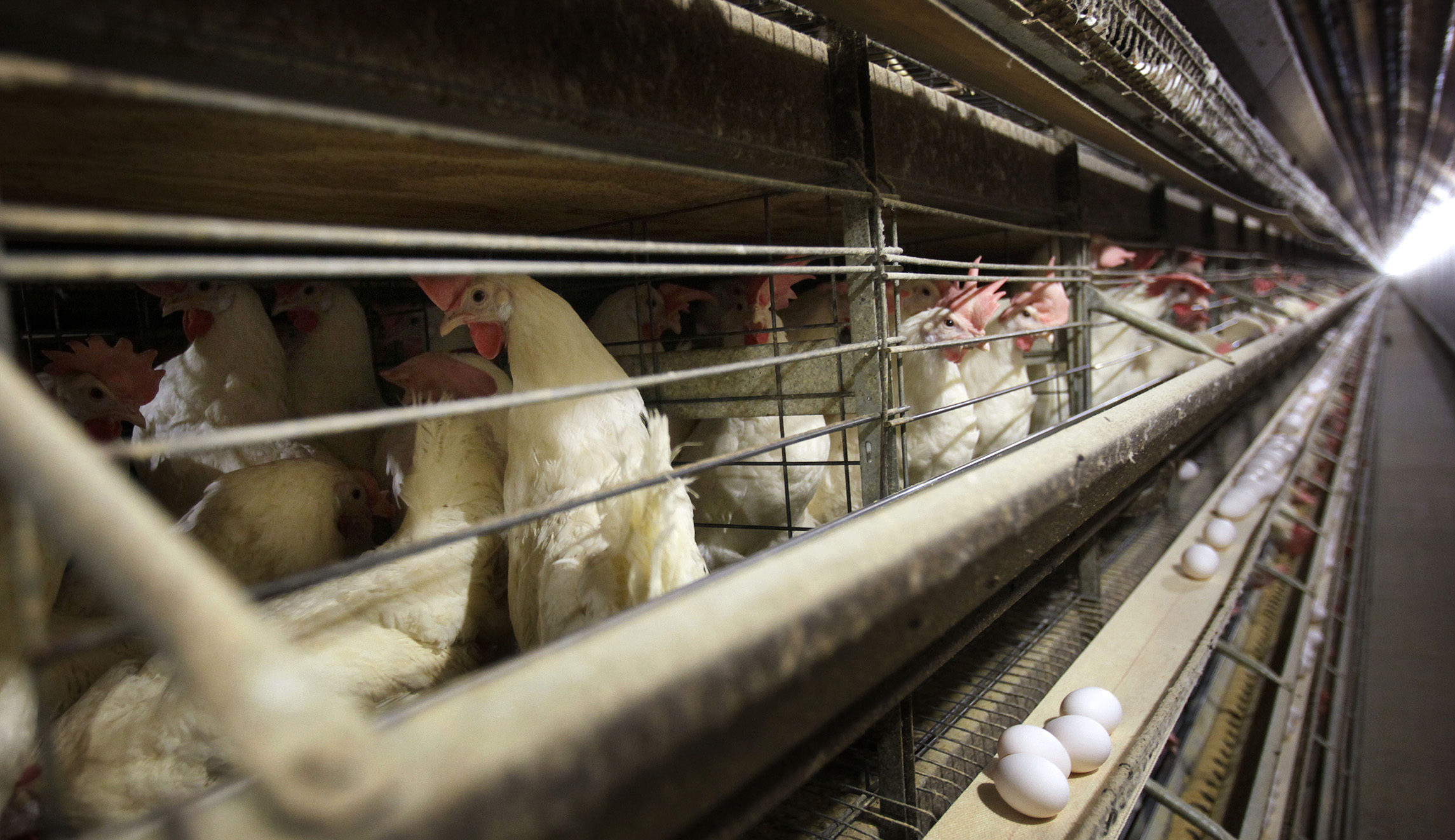 Big poultry is pushing to accelerate slaughter lines; just say no