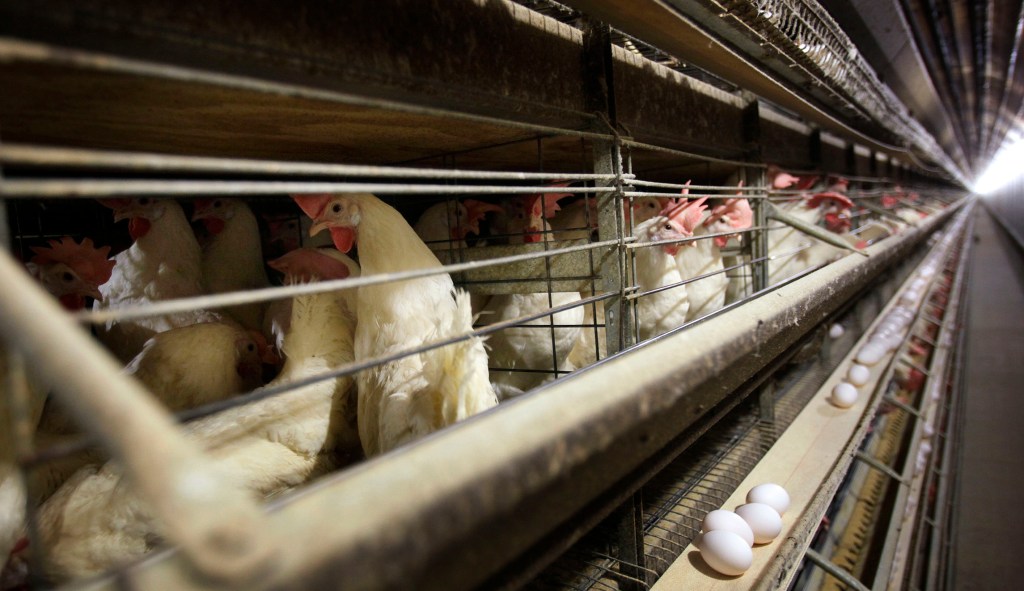 Big poultry is pushing to accelerate slaughter lines; just say no