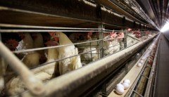 Big poultry is pushing to accelerate slaughter lines; just say no