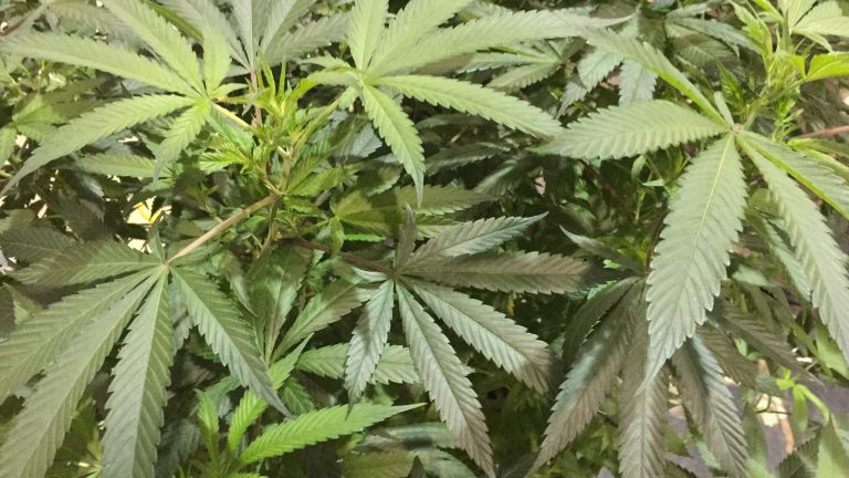 The D.C. Cannabis Coalition will be giving away thousands of free marijuana joints on Inauguration Day as part of its work to advocate for the federal legalization of pot, the group announced. (AP Photo/Gillian Flaccus, File)
