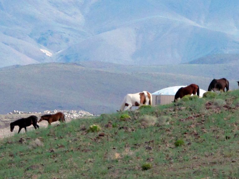 FILE - In this Aug. 1, 2014, file photo, wild mustangs play on the hills at the Tahoe Reno Industrial Center in Sparks, Nev., about 15 miles east of Renois where Tesla Motors has broken ground as the place to build a 