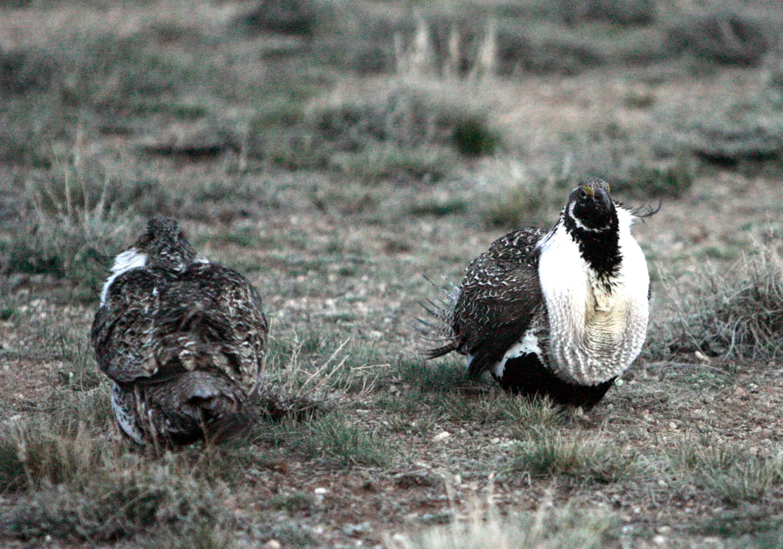 Sage grouse subspecies not endangered, feds say