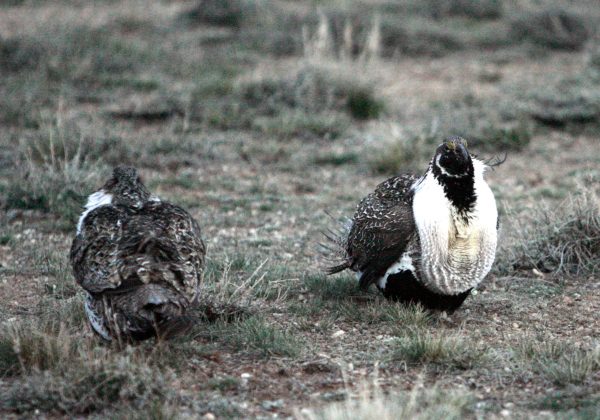 West’s economy, jobs, states rights threatened by sage grouse endangered listing