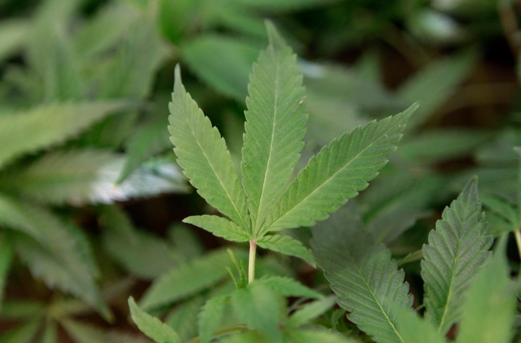 Virginia House, Senate pass marijuana legalization, end most mandatory minimums
