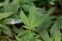 Bay of Pigs pilot ends longest US pot sentence but now risks deportation