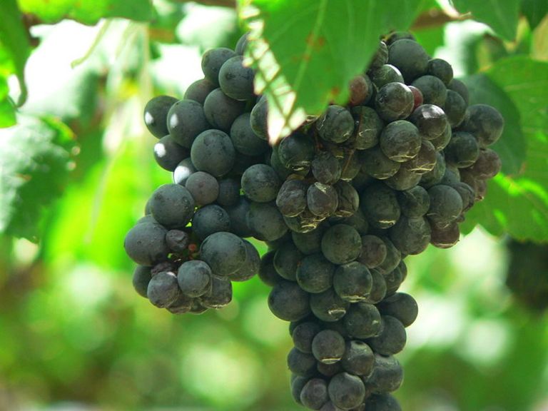 Prufrock: Shiraz in Shiraz, Rock-and-Roll ‘Beowulf’, and Philosophy Today