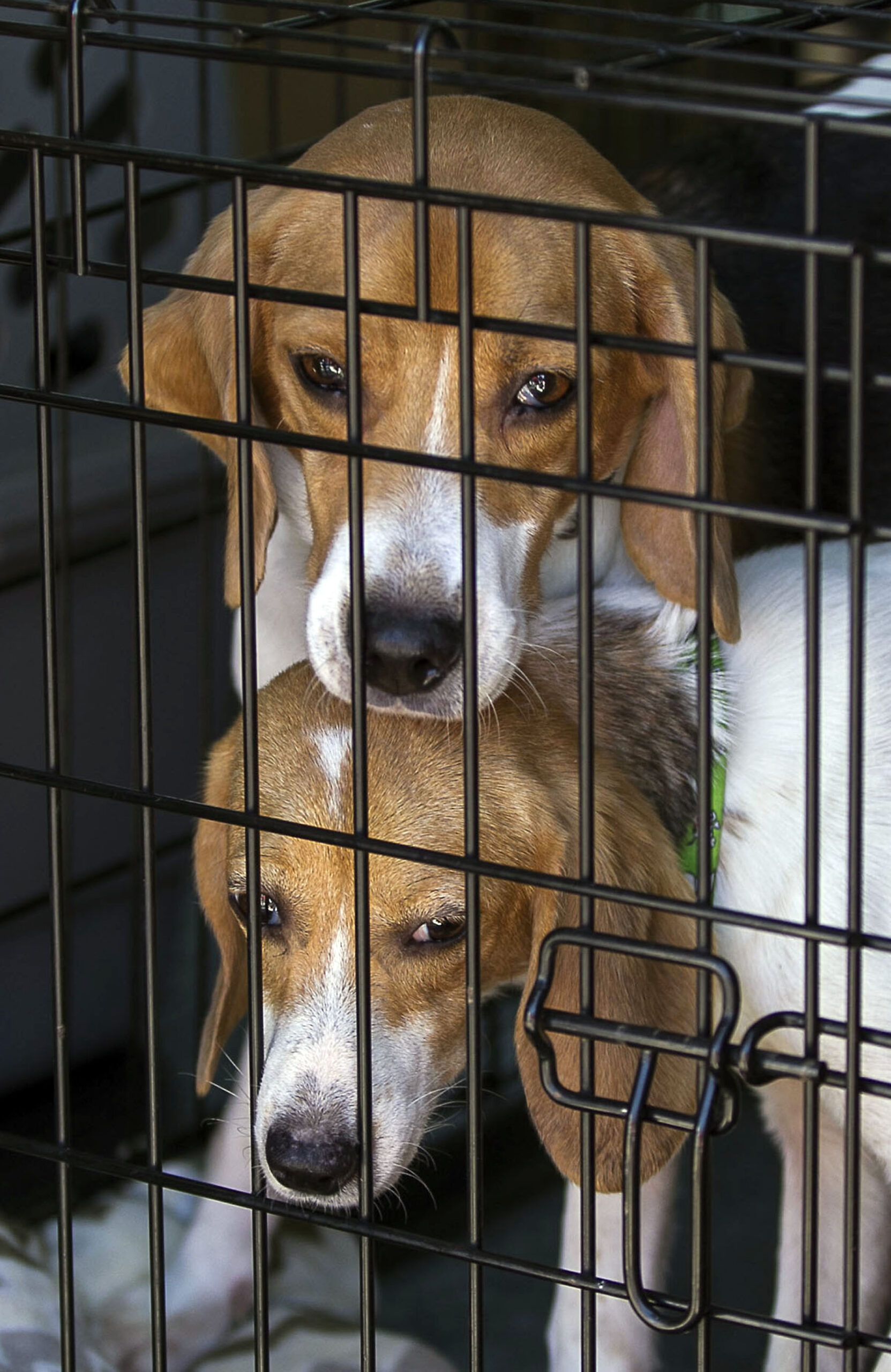 Lawmakers demand answers from Fauci on allegedly experimenting on puppies